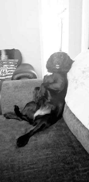 Please tell me the wonderful things about having a dog