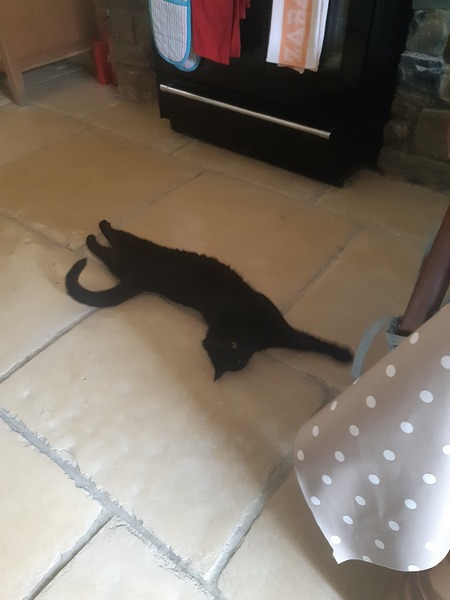 Little stray puma trying to take me down