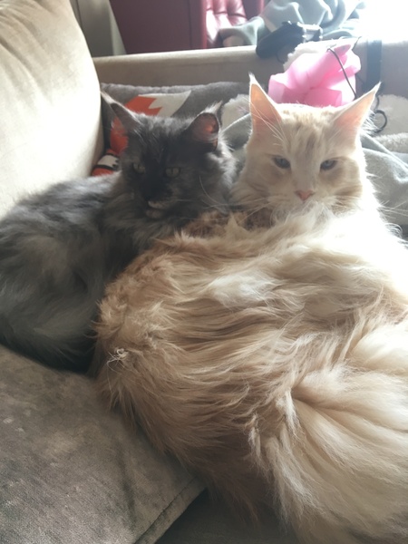 Maine coon decision today!