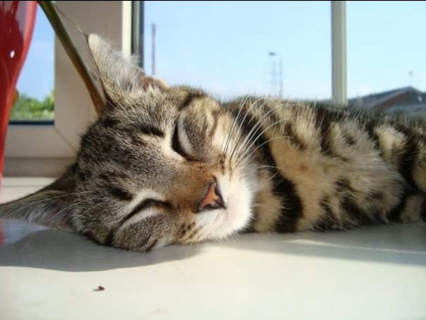 I had my cat put to sleep.