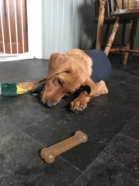 Puppy Survival Thread August part 2
