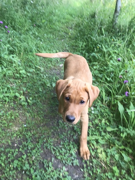 Puppy Survival Thread - August