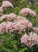 Plants that have gone out of fashion….and are due a revival