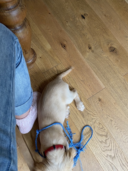 Puppy Survival Thread August part 2