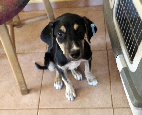 Should we adopt this dog?