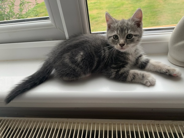 New kitten photo - he’s just adorable