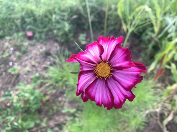 Allotment/Veg patch Thread 17 - onwards and upwards