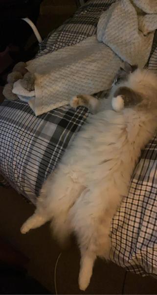 No cats in bedrooms