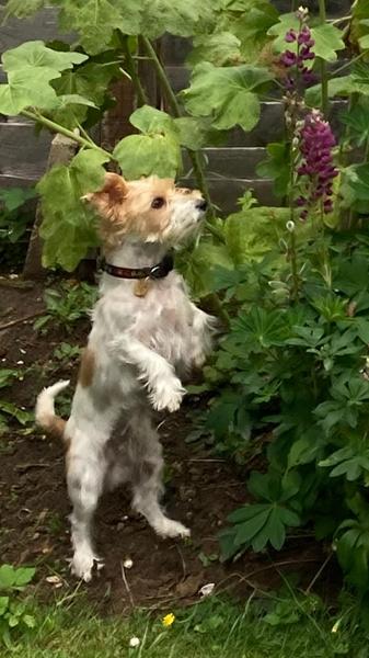 How much does your dog bark?