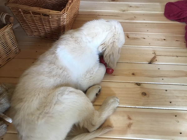 Puppy Survival Thread - August