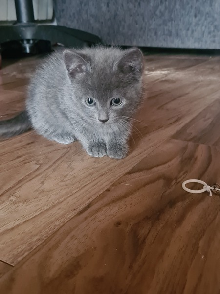 Name this kitty