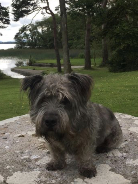 What dogs live in your street?