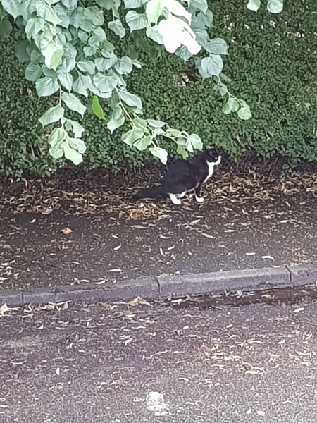 Cat faeces - can I ask owner to come and clear it up?