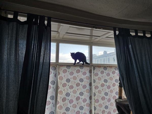 Cats in precarious positions