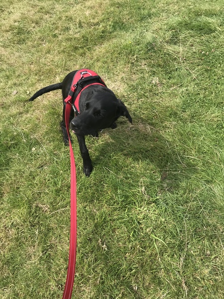Puppy Survival Thread August part 2