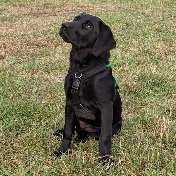 Puppy Survival Thread August part 2