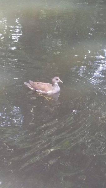 What type of bird is this?