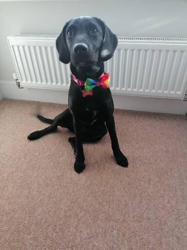 Puppy Survival Thread - August
