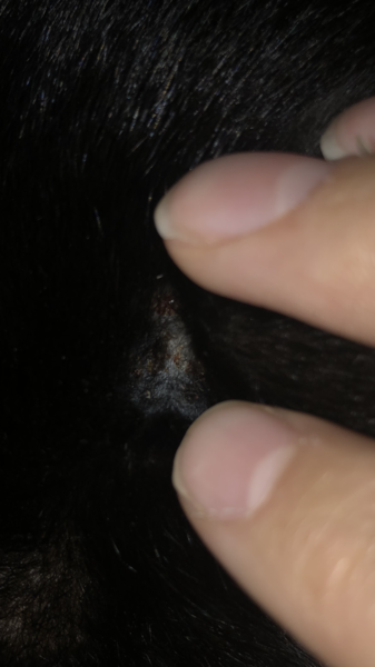 Do I need a vet to look at this? With pics
