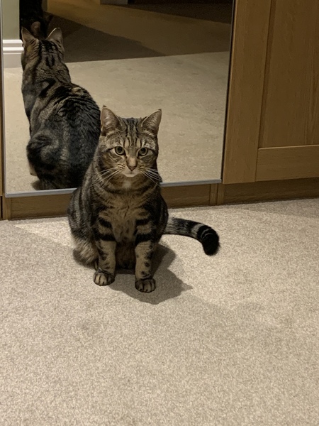 Indoor cat - her choice