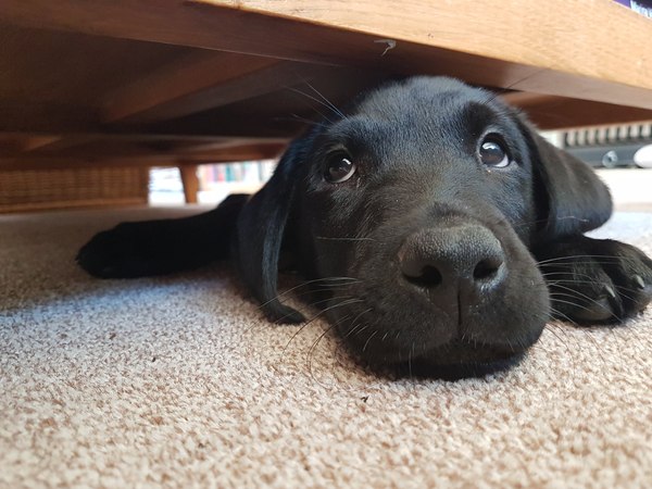 Puppy Survival Thread August part 2