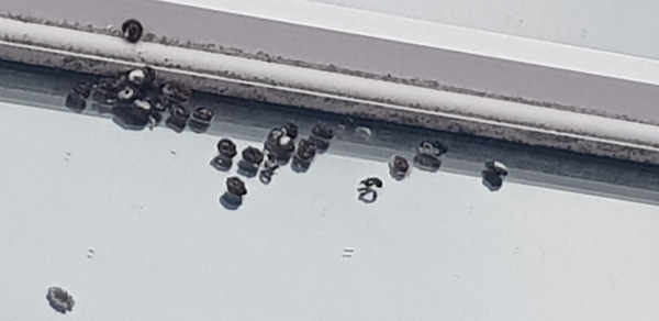 What are these bird droppings?