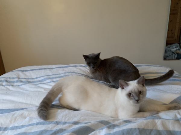 No cats in bedrooms