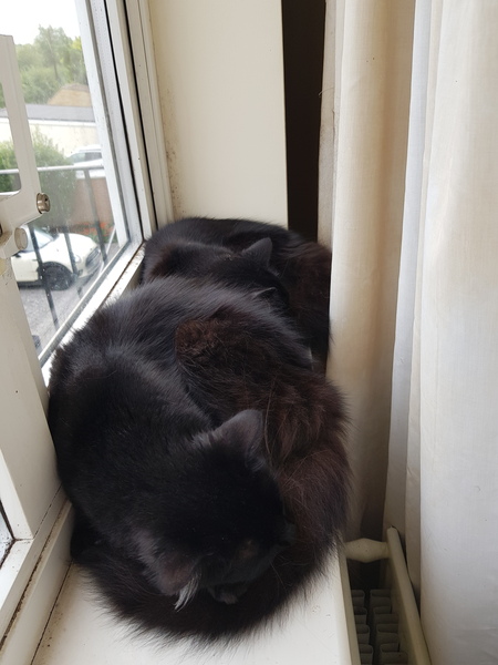What's your DCat up to today? (Thread 8)