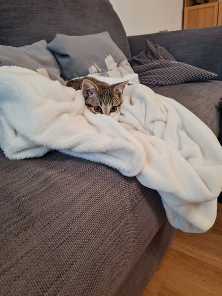 Kitten Arrived Riddled With Fleas