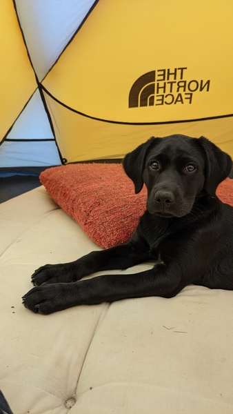 Puppy Survival Thread - August