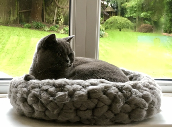 Do Your Moggies Use Cat Beds?