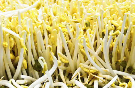 Help, I've got a tapeworm and it's messing with my head