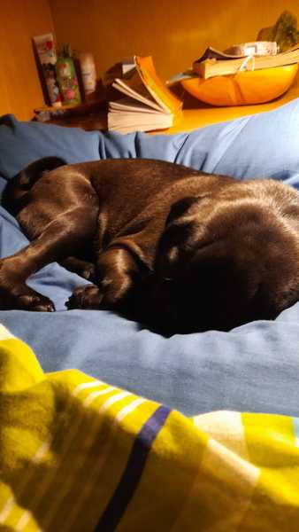 Why do you have the breed of dog that you have?