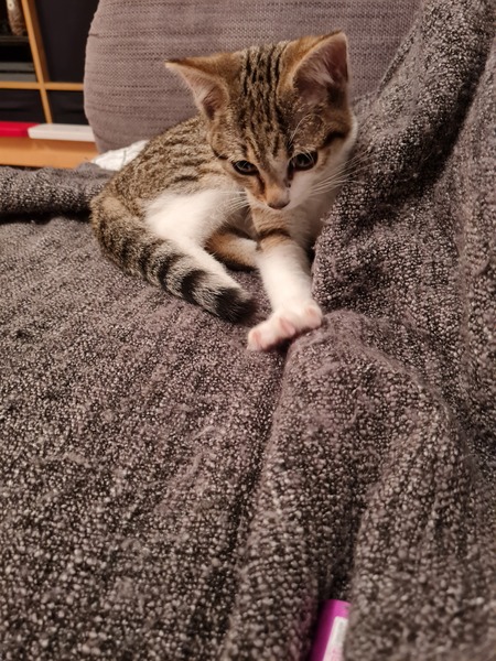 Kitten Arrived Riddled With Fleas