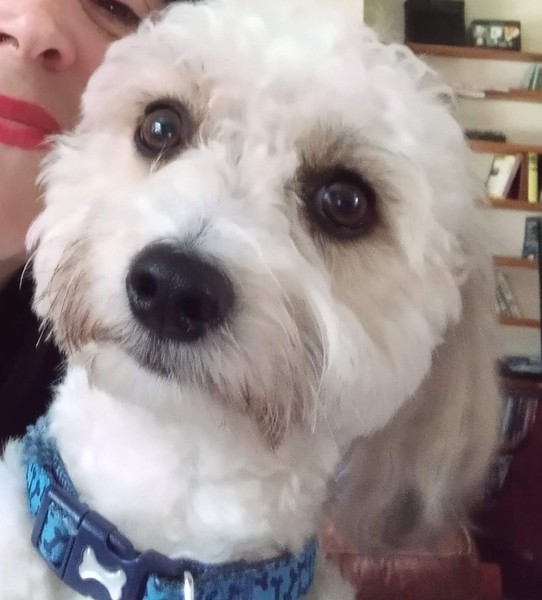 Please tell me the wonderful things about having a dog