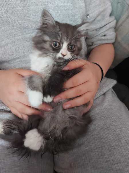 Help me name this kitten 🐾