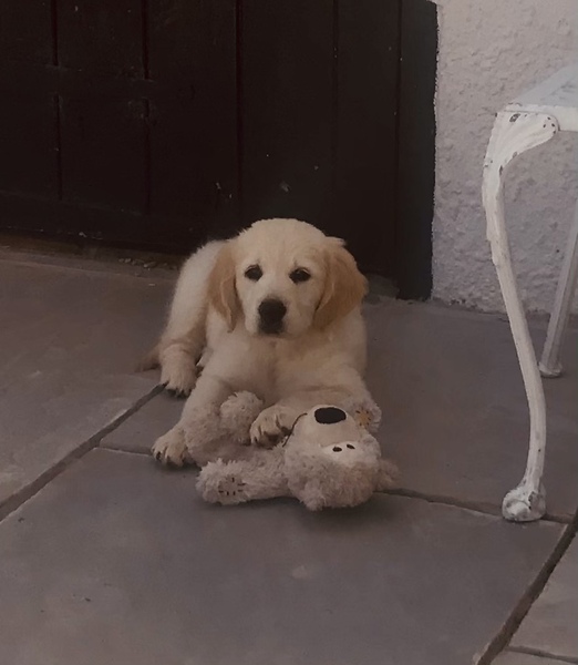 Puppy Survival Thread - August