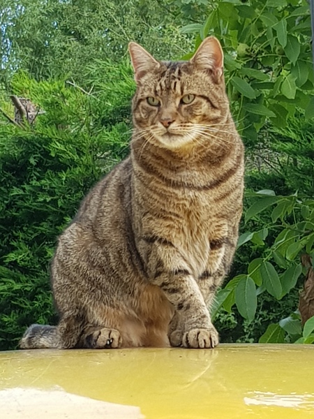 Thug cat part 4.  After all, it's not my Axminster.