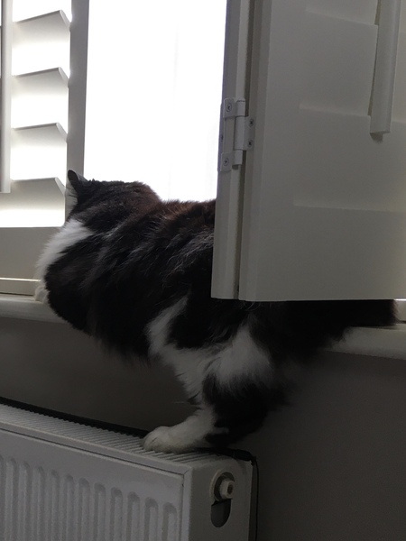 Chez Ollie - The Not My Cats of many colours edition - All welcome