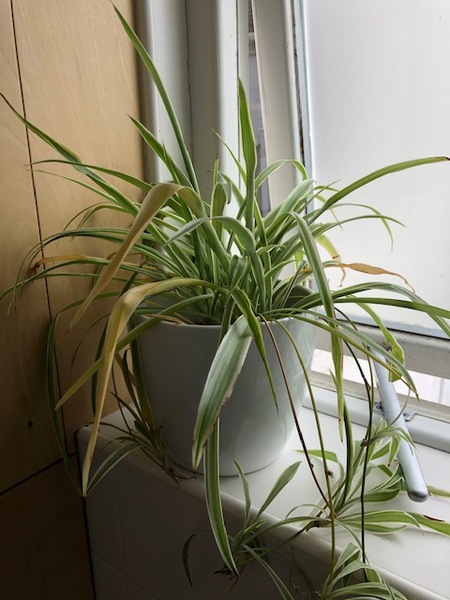 Why is my (indoors) spider plant looking so lacklustre?