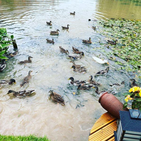 Duck Tales! (Still not what I expected to wake up to this morning)