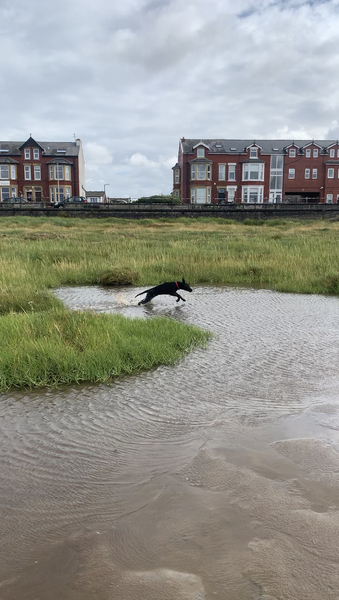 Puppy Survival Thread - August