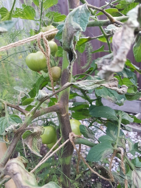 Tomato blight?
