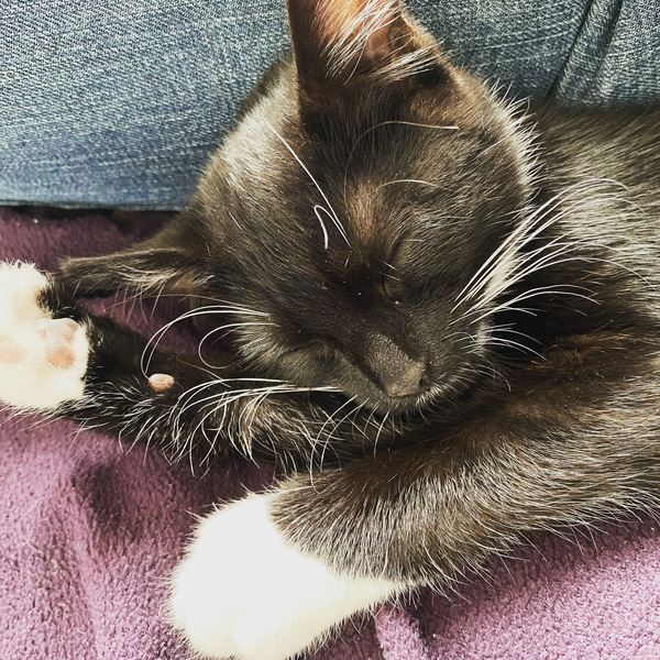 Welcome to my new kitten