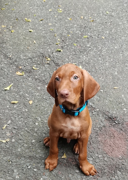 Puppy Survival Thread August part 2