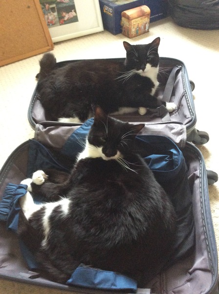 To think my cat is faulty?
