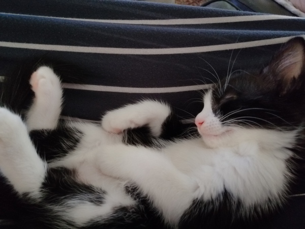 Kitten's runny poops
