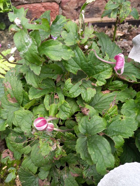 What is this plant please?