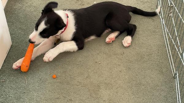 Puppy Survival Thread - August