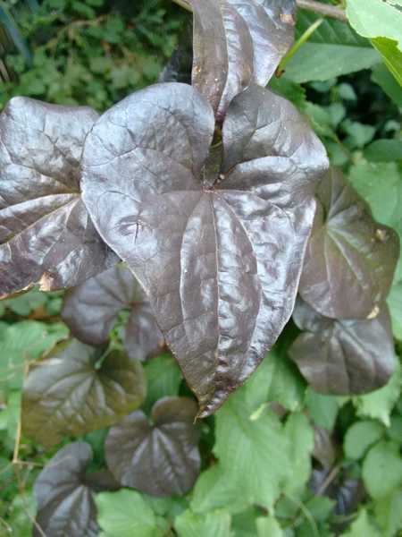 another vine id please